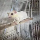انثى سنجاب شوقر قلايدر ابيض عيون حمر
