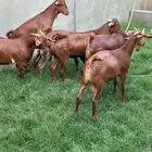 تيوس جنوبيه دهم وبيشيه ذبايح