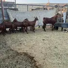 جفار محايلي