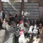 عاجل دجاج بياض بلدي