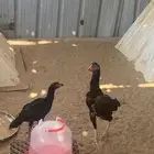 دجاج باكستاني