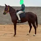 فرس انجليزيه