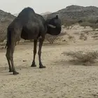 ناقه ل القصب