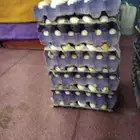 بيض دجاج بلدي مائدة