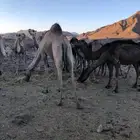 نياق للبيع جمله حد 5500