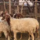 نعيم مضاريع ودفيع