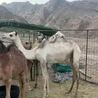 بكره جهل