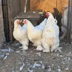 متوفر بيض براهما الماني قولد و ابيض و كلومبي كونيك مخصب