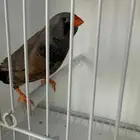 زيبرا شاركول لايت باك