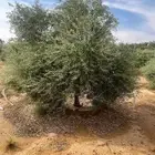 اشجار زيتو للبيع