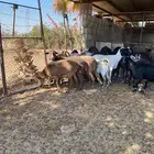 الخرج غنم مشاريك متابيع ودفيع 20