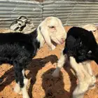 دواغير خرفان للبيع