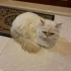 قطه للتبني