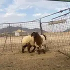 رخال نعيم