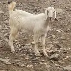 عنز مهجنه بيشي