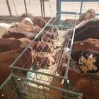 حلال جمله للزواجات والمناسبات والتجار