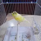 ذكور كناري تغريد