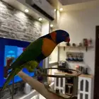 تم البيع تم البيع لوري سوبر سوبر جامبو