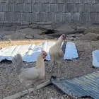 دجاج فيومي اللمنيوم