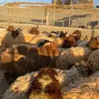 ذبايح بريه مع ذبح وتوصيل