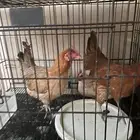 دجاج بلدي بياض للبيع