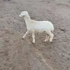 رخال للبيع