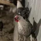 دجاج فيومي للييع
