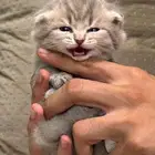 قط اسكوتش عمر 3 اسابيع
