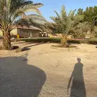مزرعة في المزاحمية ( جو ) مقسمه على 3 صكوك بمساحة 49 ألف