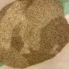 بذر شعير سداسي مصفي ومكيس للبيع