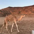 قعود