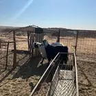 البيع عنز مع تيس