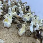 صوص دجاج بلدي