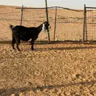 معزا عوارض دفيع