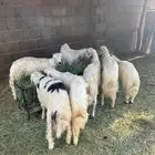 خرفان