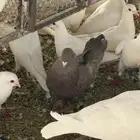 موجود حمام كنق وا مصري وا عراقي وا صنعاني