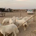 ذبايح ذبائح حري للبيع مع خدمه الصلخ والتوصيل