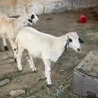 خرفان للبيع العدد 2