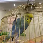 طير بادجي