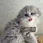 سكوتش فولد قولد بيور سكوتش ستريت سلفر برتش قطط قطه قطوه قطو