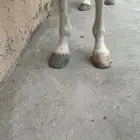 حصان واهو