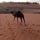 ناقه لقحه مجهم