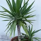 نبات اليوكا