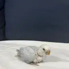 للبيع فرخ روز غر محجل تم البيع