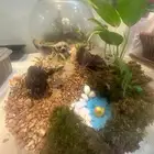 متخصصون في التيراريوم والنباتات