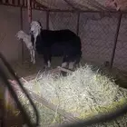 خروف فحل فاخر ثني شرط قريع وضهره طيب