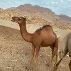 حاشي لبانيي
