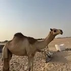 قعود سلاله طيبه للبيع