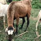 سواكنيه