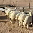 ذبايح هرافي رخال وطليان
